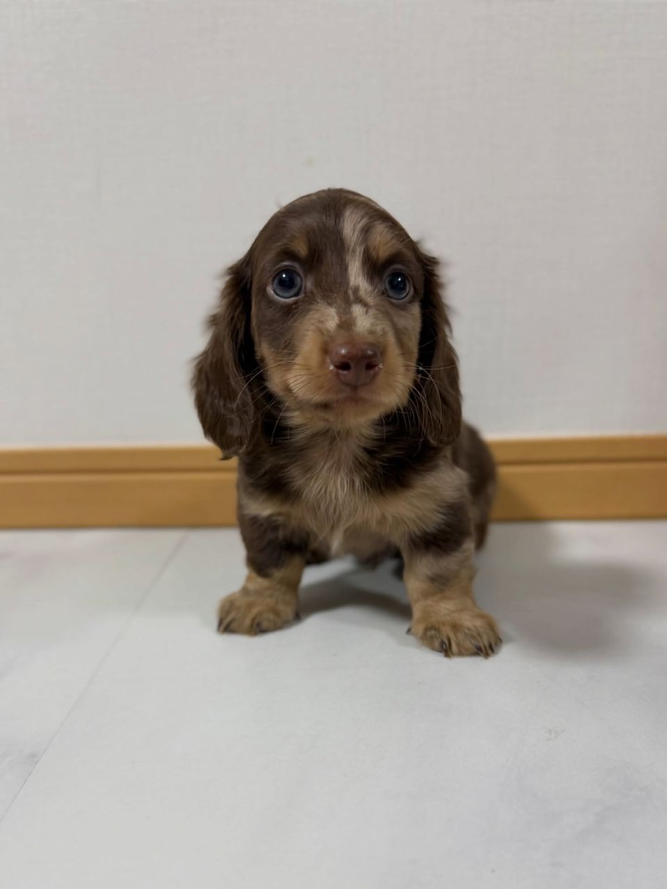 Dachshund puppy